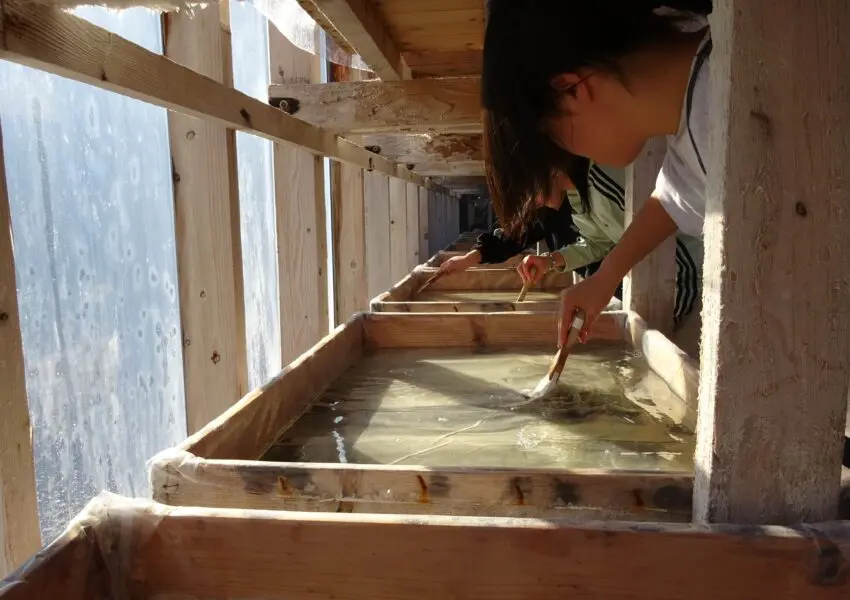 高1FW 四万十川方面：自然との共生と地域社会との関わりを考えた旅